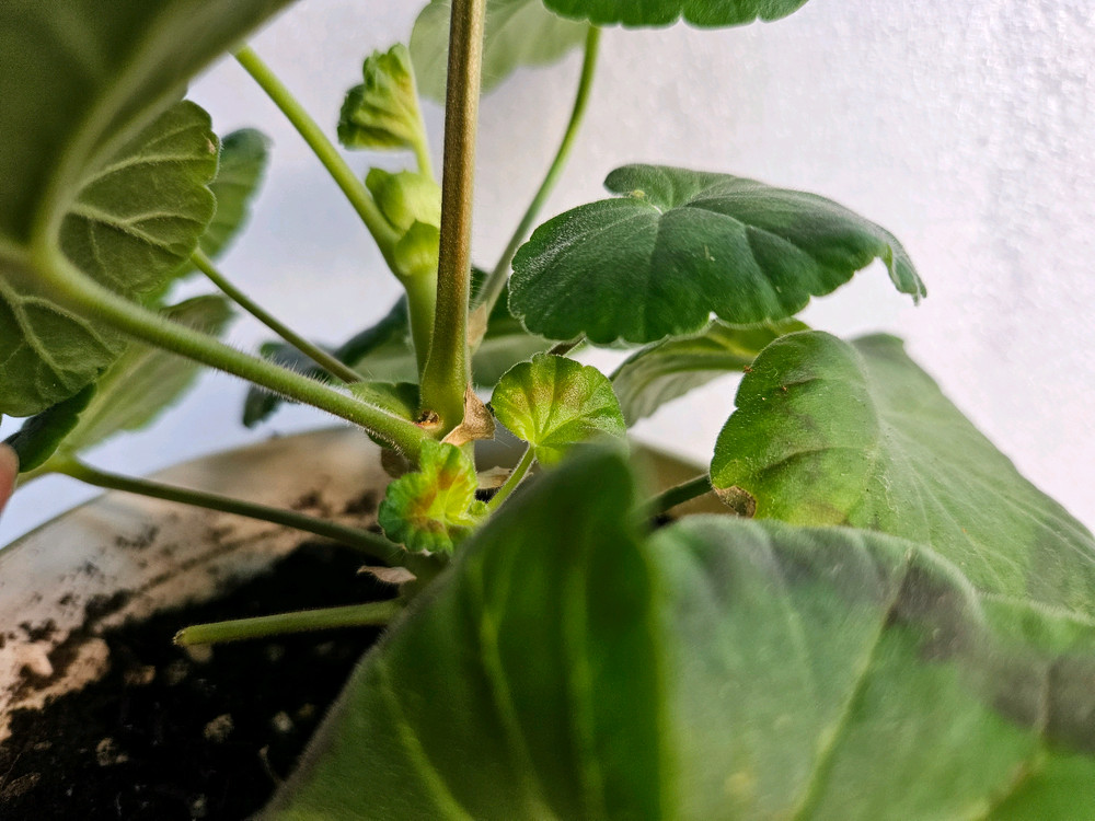 제라늄 볼드선셋--2