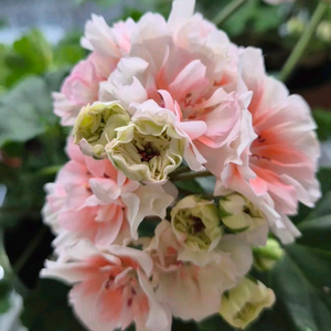 제라늄 선택 7종 세트