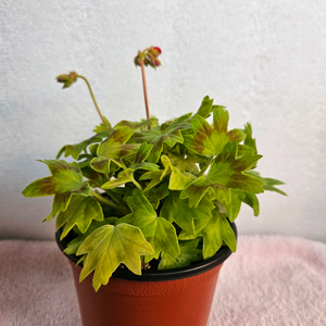 스텔라제라늄 킷브릿지