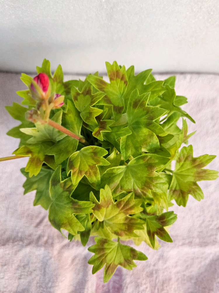 스텔라제라늄 킷브릿지--1