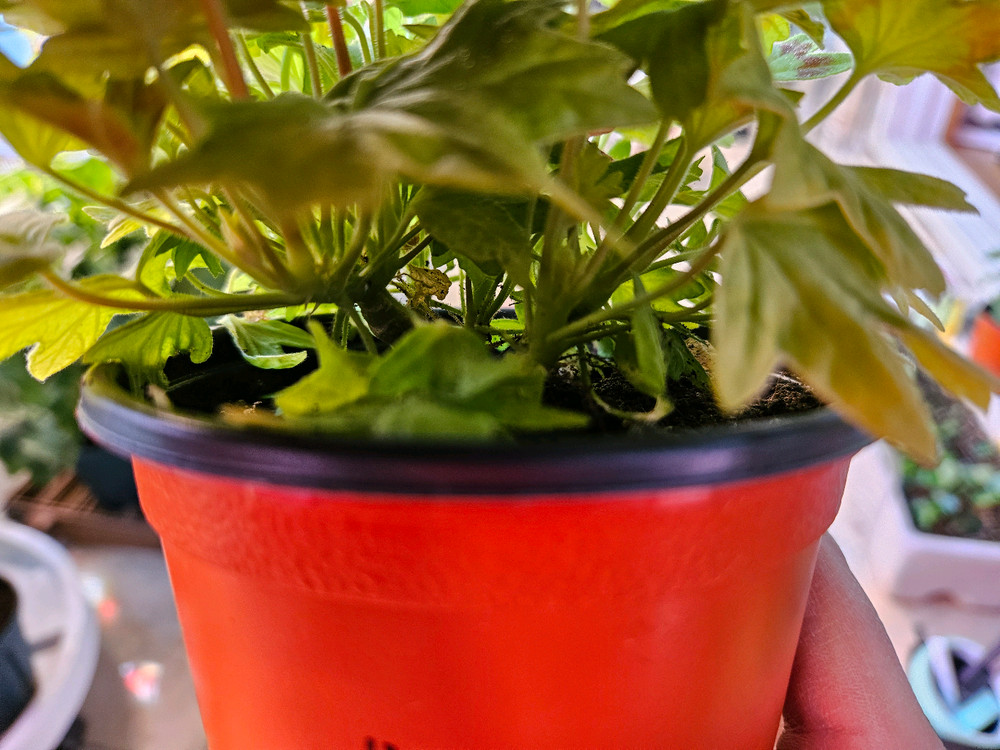 스텔라제라늄 킷브릿지--2