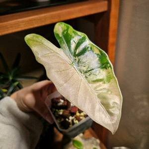 알로카시아 푸세이도 핑크바리에가타 분양합니다