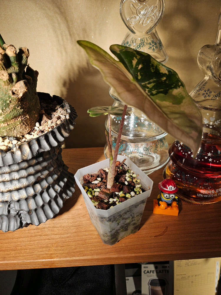 알로카시아 푸세이도 핑크바리에가타 분양합니다--1