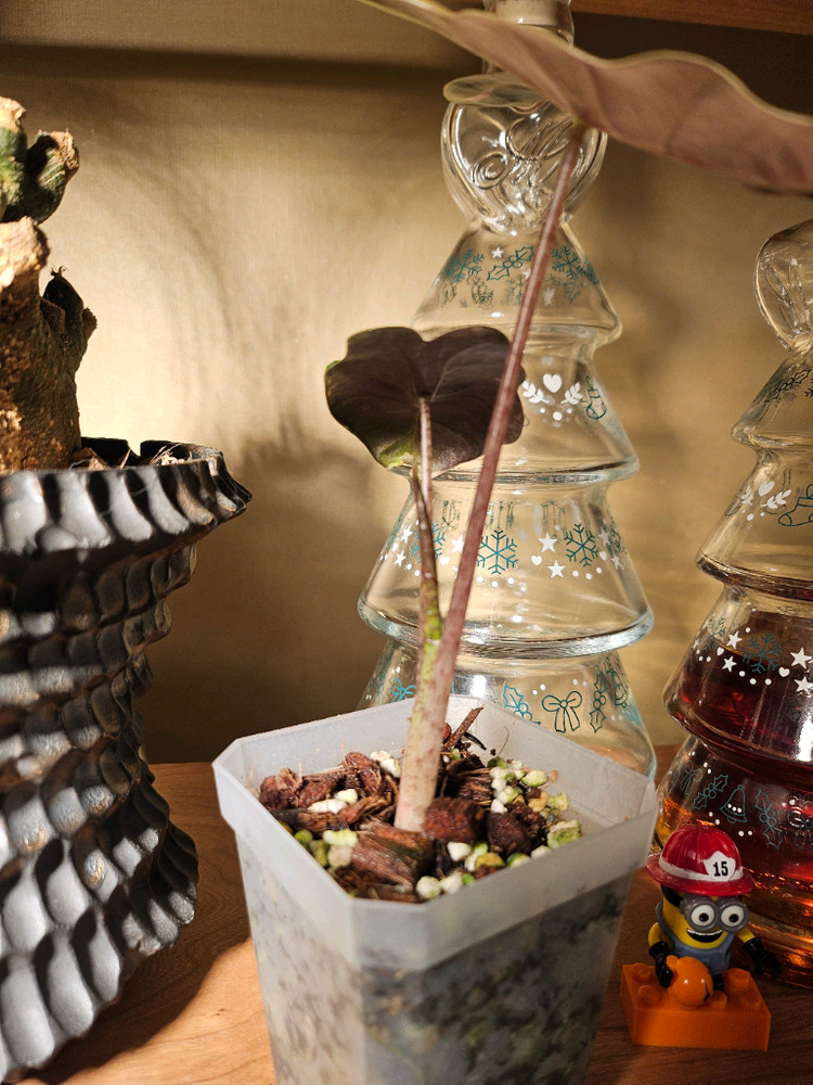 알로카시아 푸세이도 핑크바리에가타 분양합니다--2