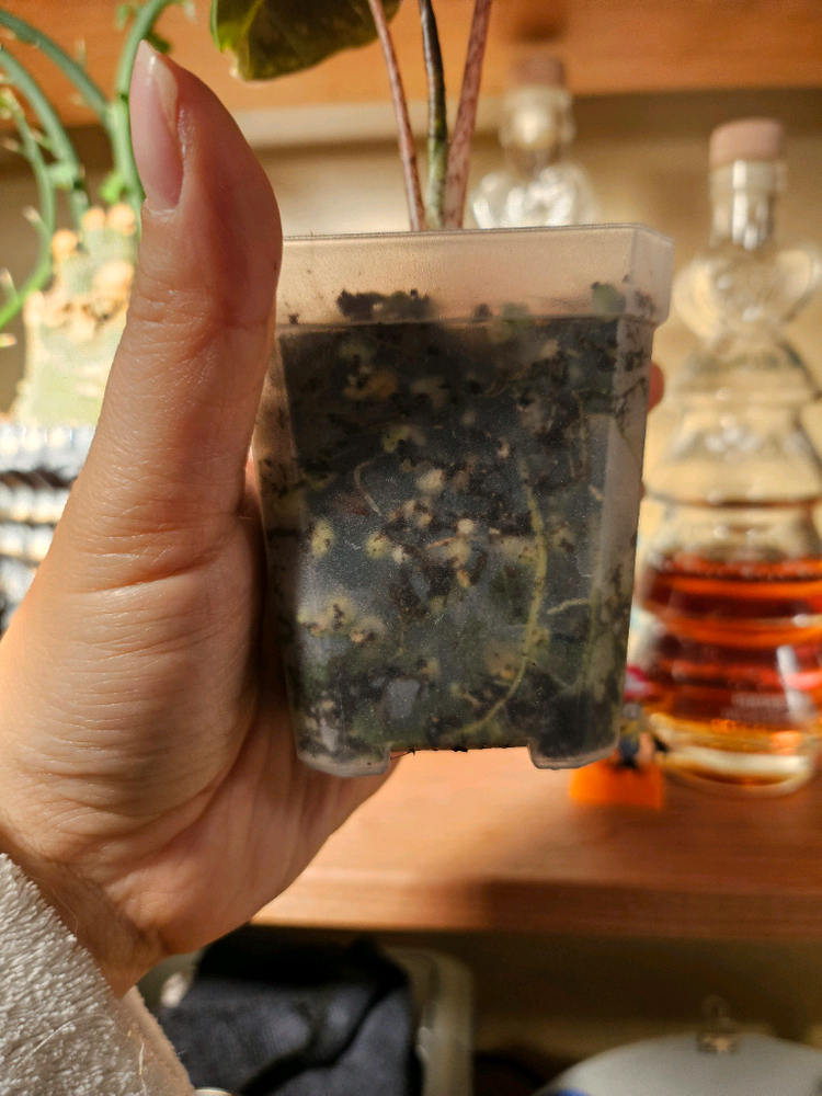 알로카시아 푸세이도 핑크바리에가타 분양합니다--4