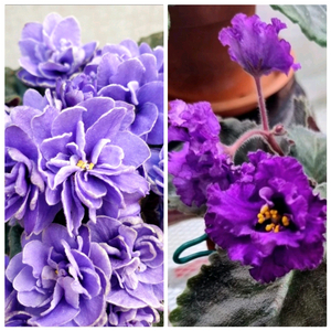 바이올렛 성체 2종 무료배송