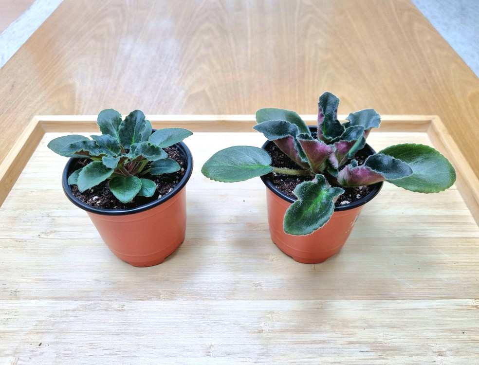 바이올렛 성체 2종 무료배송--1