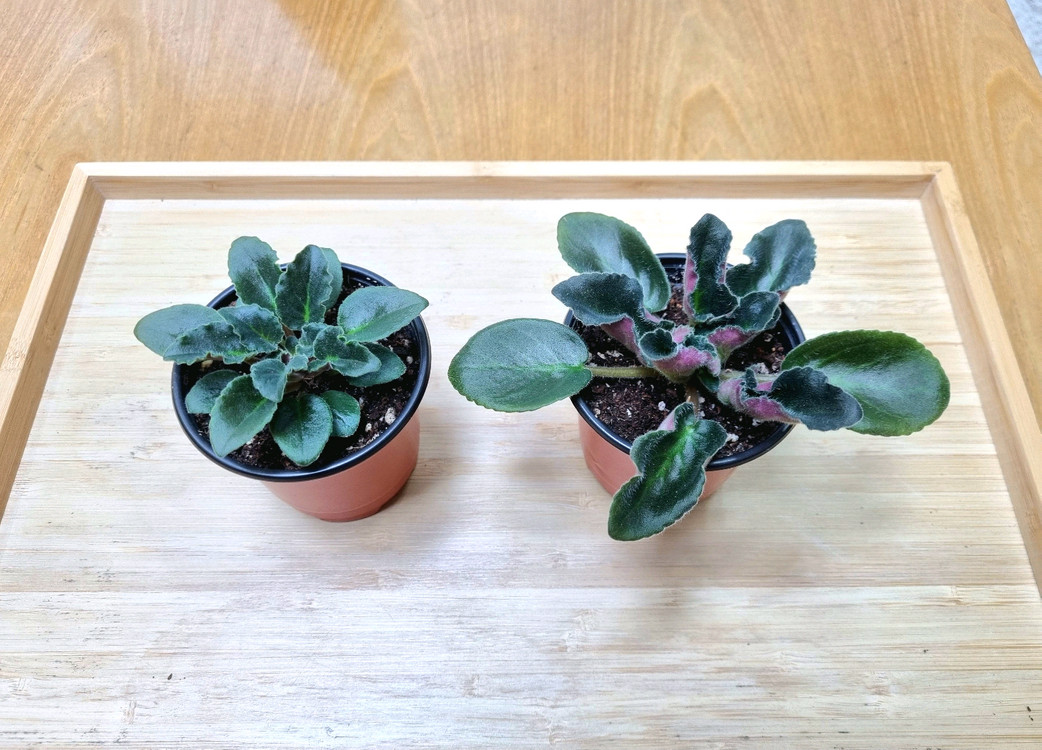 바이올렛 성체 2종 무료배송--2