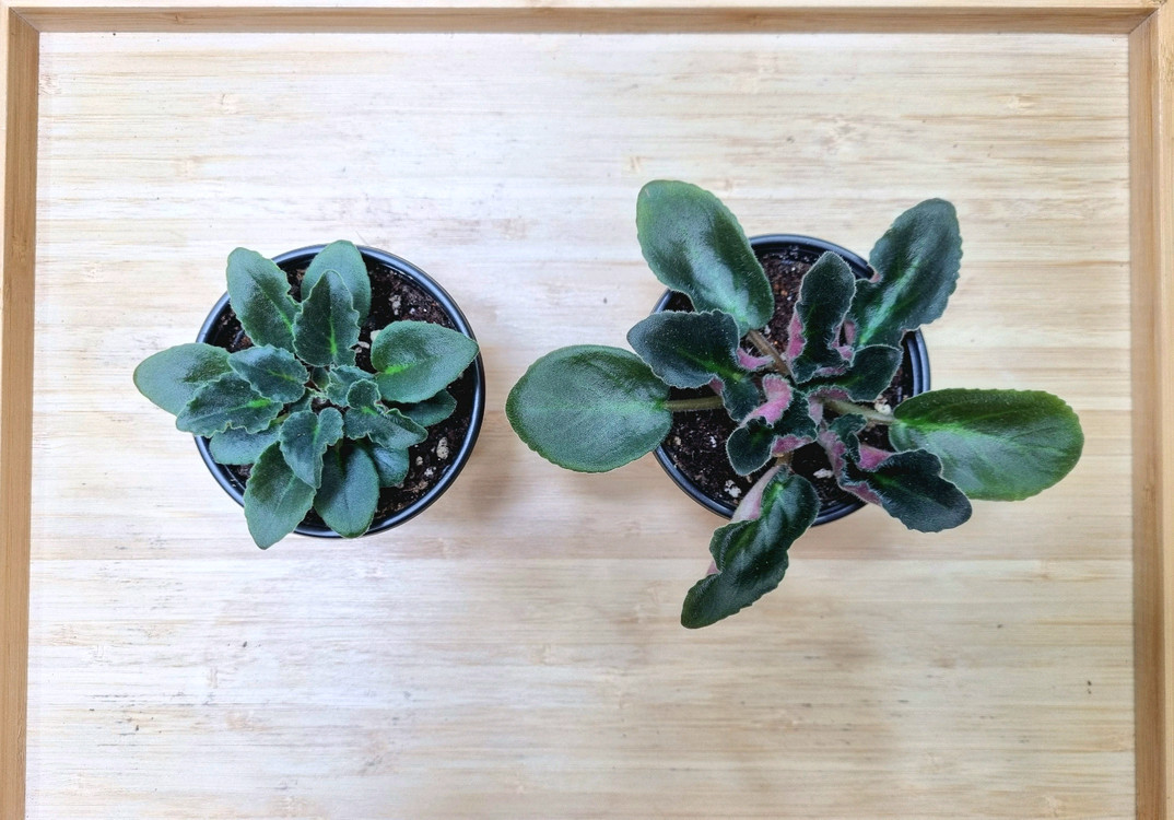 바이올렛 성체 2종 무료배송--3