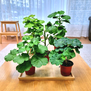 제라늄 대품 5종