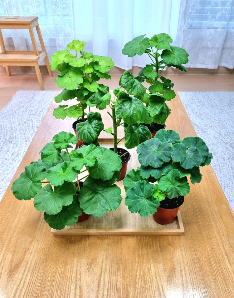 제라늄 대품 5종--1