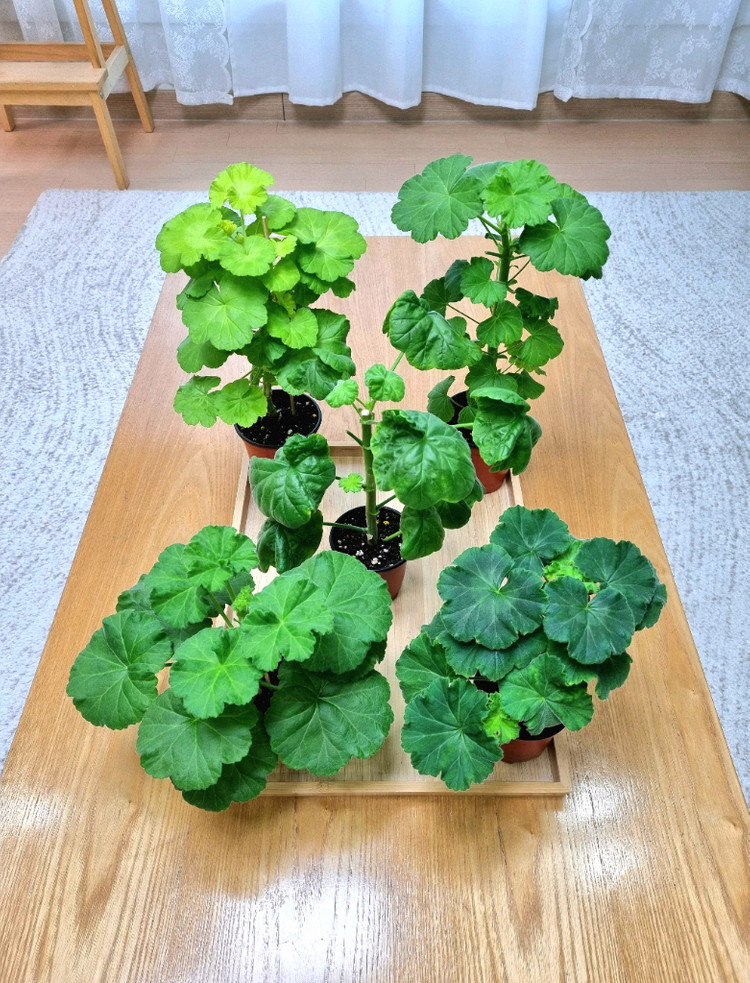 제라늄 대품 5종--2