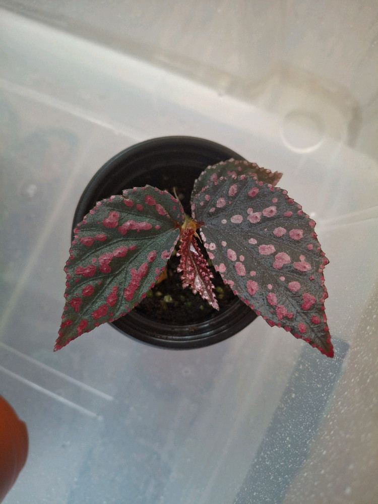 베고니아 4종--1