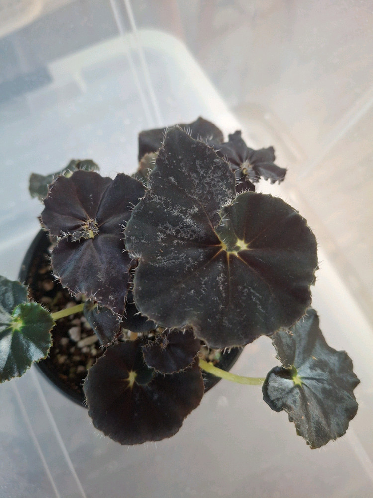 베고니아 4종--2