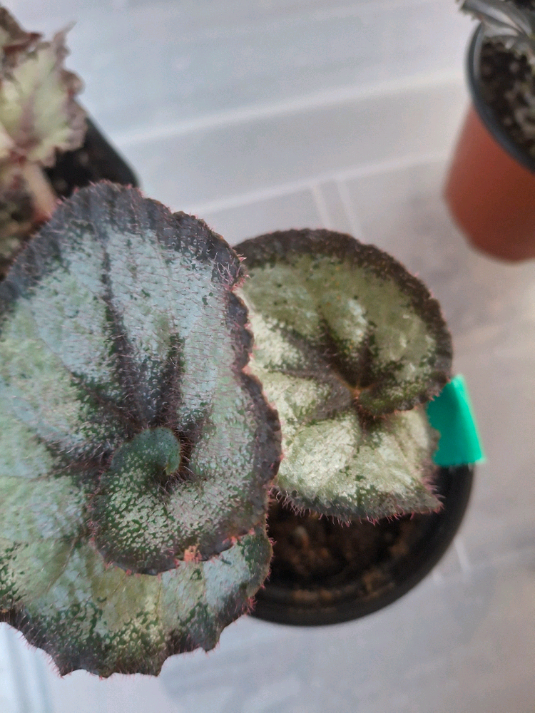 베고니아 4종--3