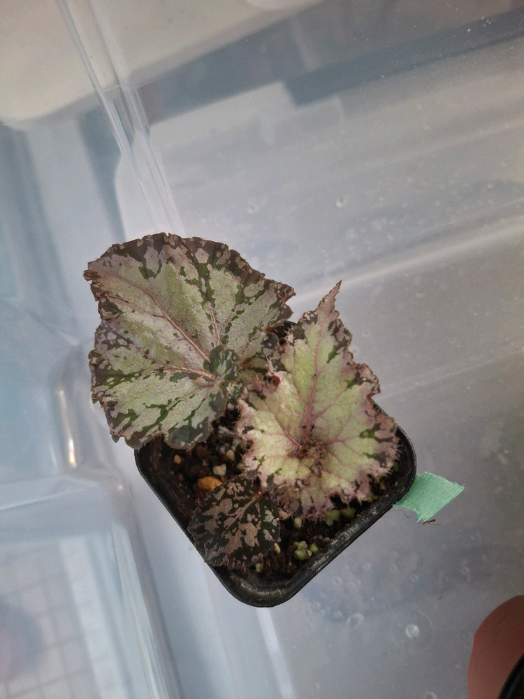 베고니아 4종--4