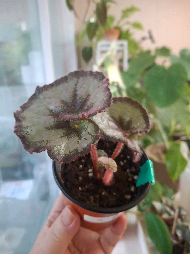 베고니아 4종--5