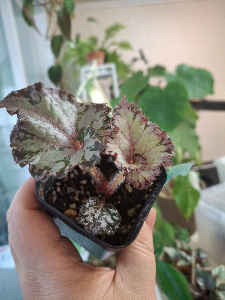 베고니아 4종--6