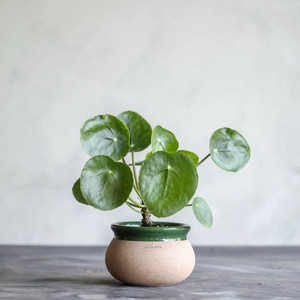 두갸르송 그린링