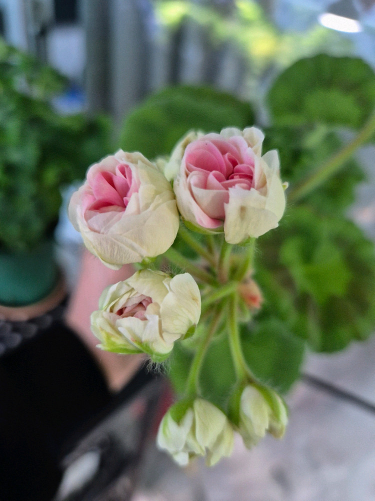 제라늄 다나에 중품--3