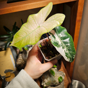 알로카시아 푸세이도 핑크바리에가타