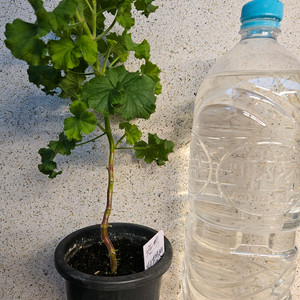 리갈제라늄 콴탁퍼펙션