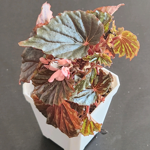 꽃피는베고니아)) 이렌자야.실습