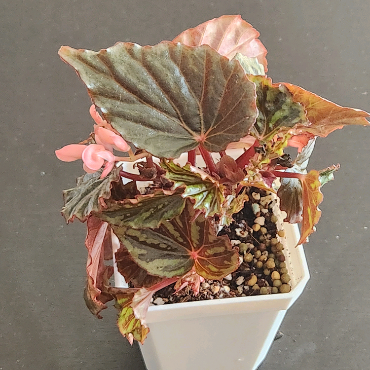 꽃피는베고니아)) 이렌자야.실습--1