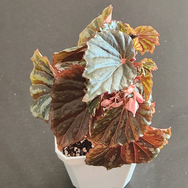 꽃피는베고니아)) 이렌자야.실습--2