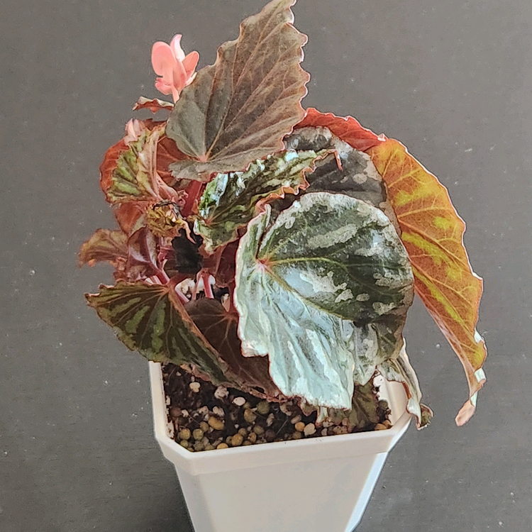 꽃피는베고니아)) 이렌자야.실습--3