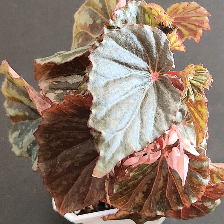 꽃피는베고니아)) 이렌자야.실습--4