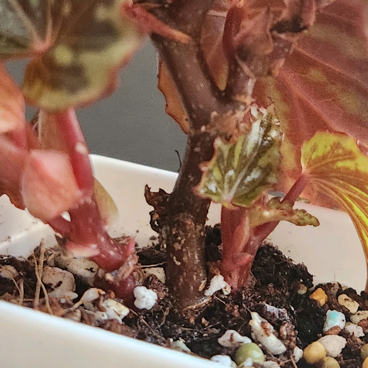 꽃피는베고니아)) 이렌자야.실습--5