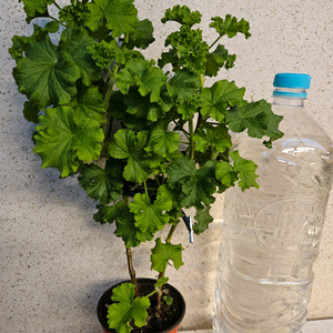 리갈제라늄 콴탁퍼펙션