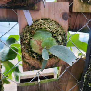 박쥐란 E-1 original pup