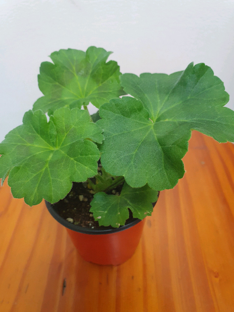 제라늄 아스트리드, 러시아제라늄--1