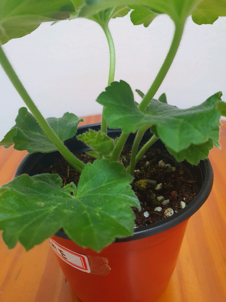 제라늄 아스트리드, 러시아제라늄--2