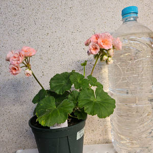 제라늄 예거서스보레