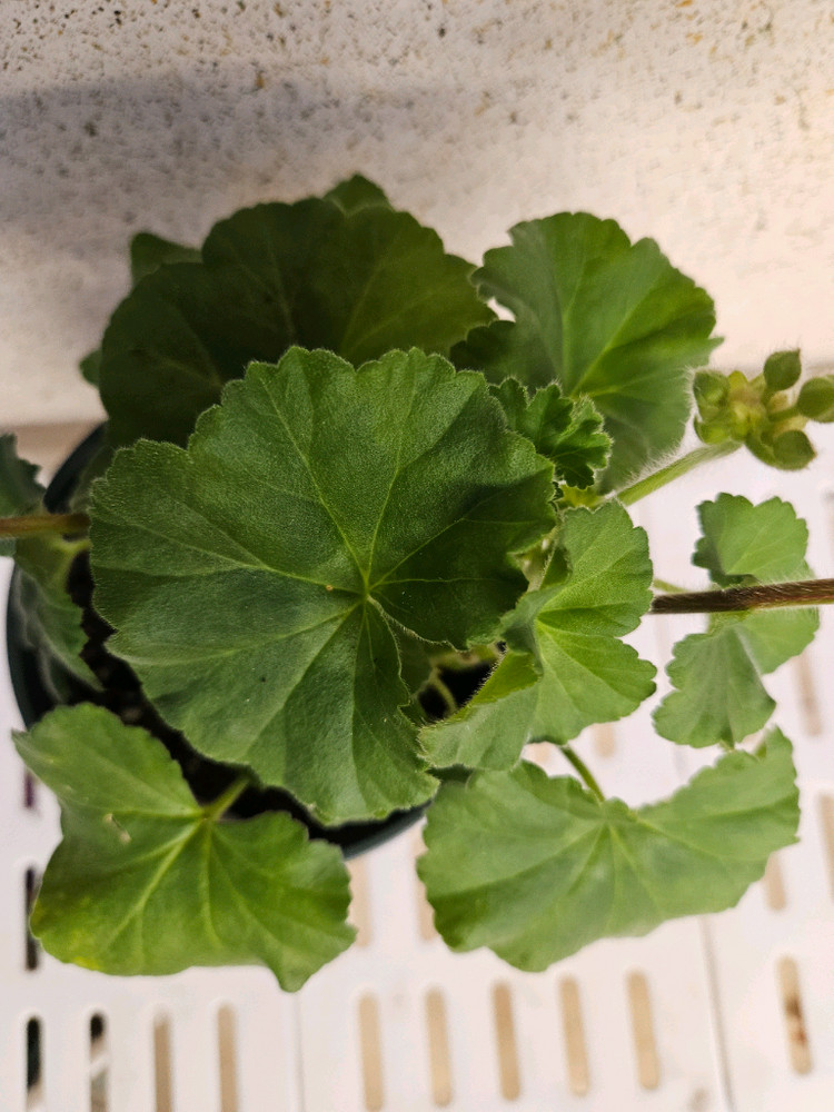 제라늄 예거서스보레--1