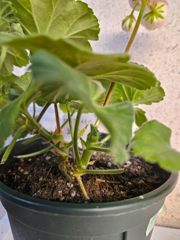 제라늄 예거서스보레--2