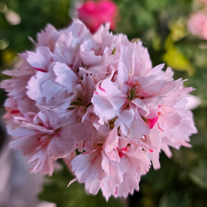 스텔라제라늄 블루밍셔벗