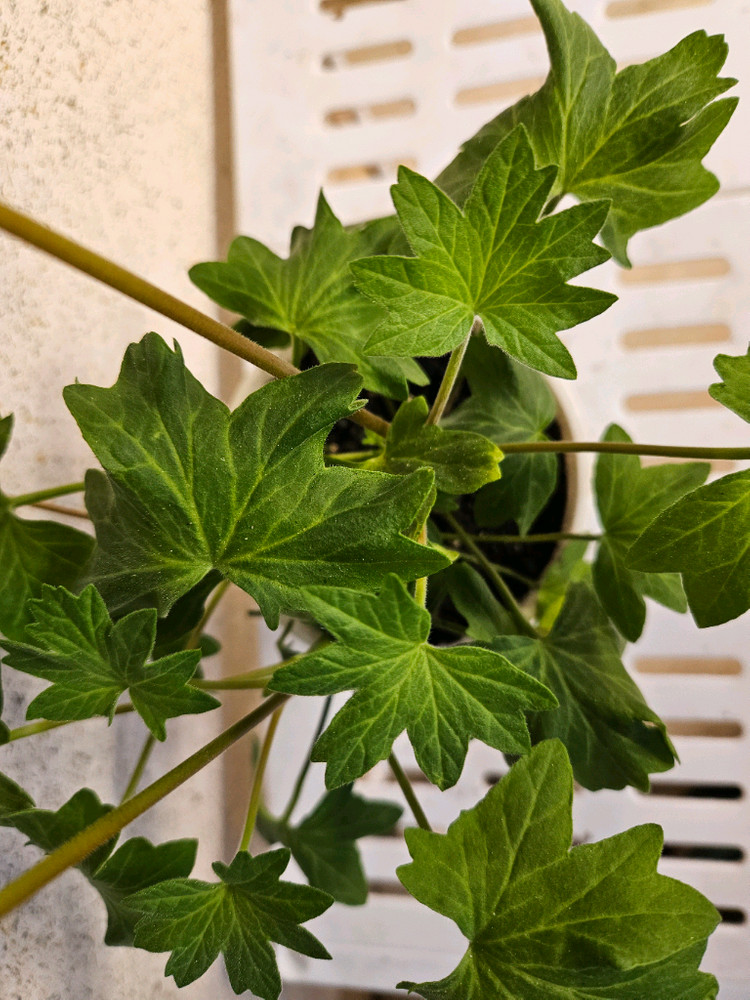 스텔라제라늄 블루밍셔벗--1