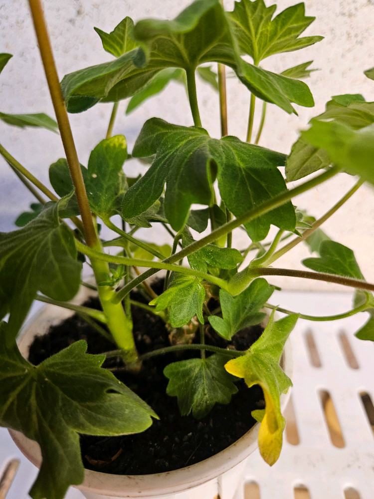 스텔라제라늄 블루밍셔벗--2