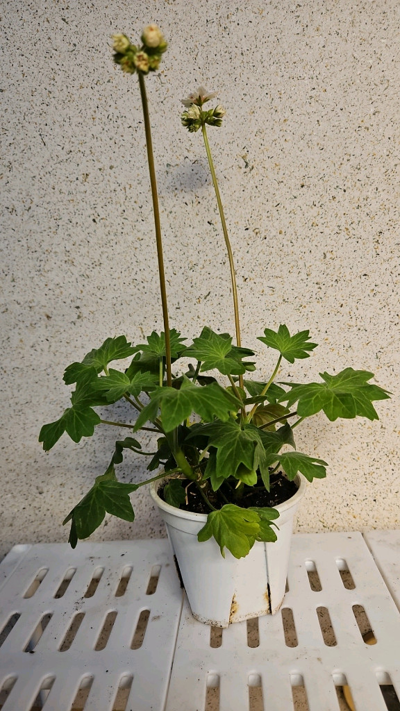 스텔라제라늄 블루밍셔벗--3