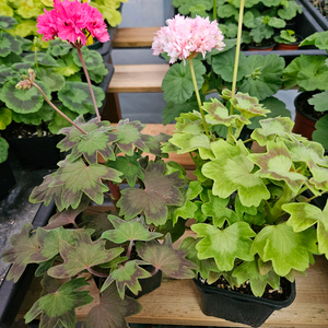 한국제라늄 스텔라 또송빛, 송노랑별윤