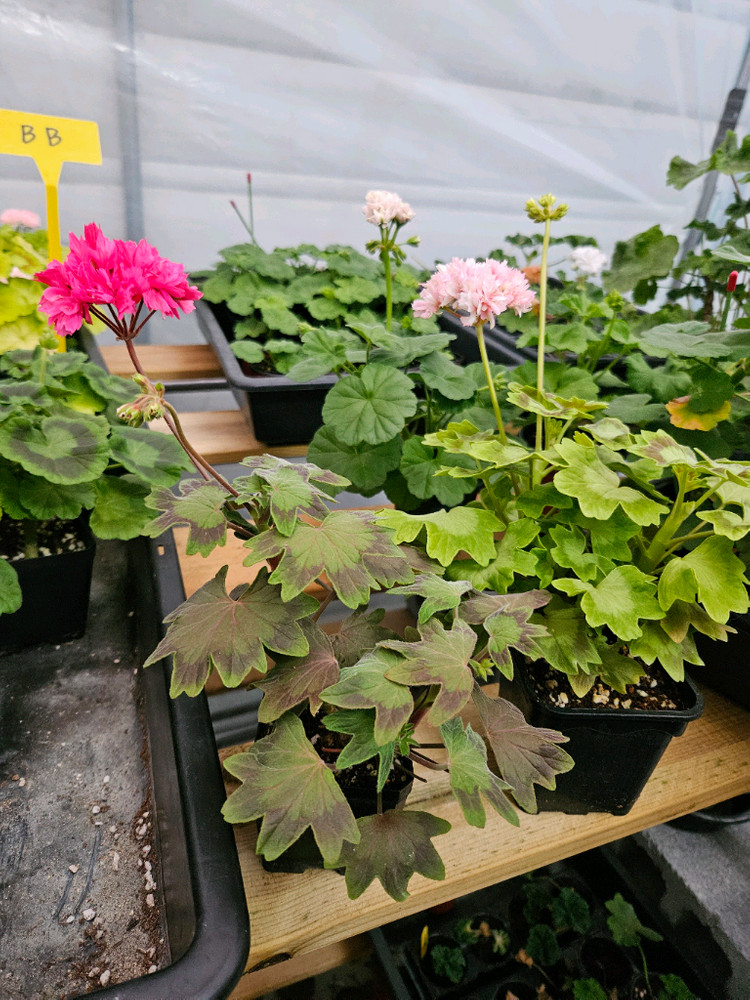 한국제라늄 스텔라 또송빛, 송노랑별윤--1