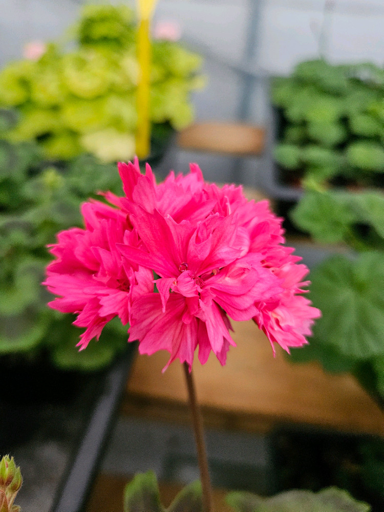 한국제라늄 스텔라 또송빛, 송노랑별윤--2