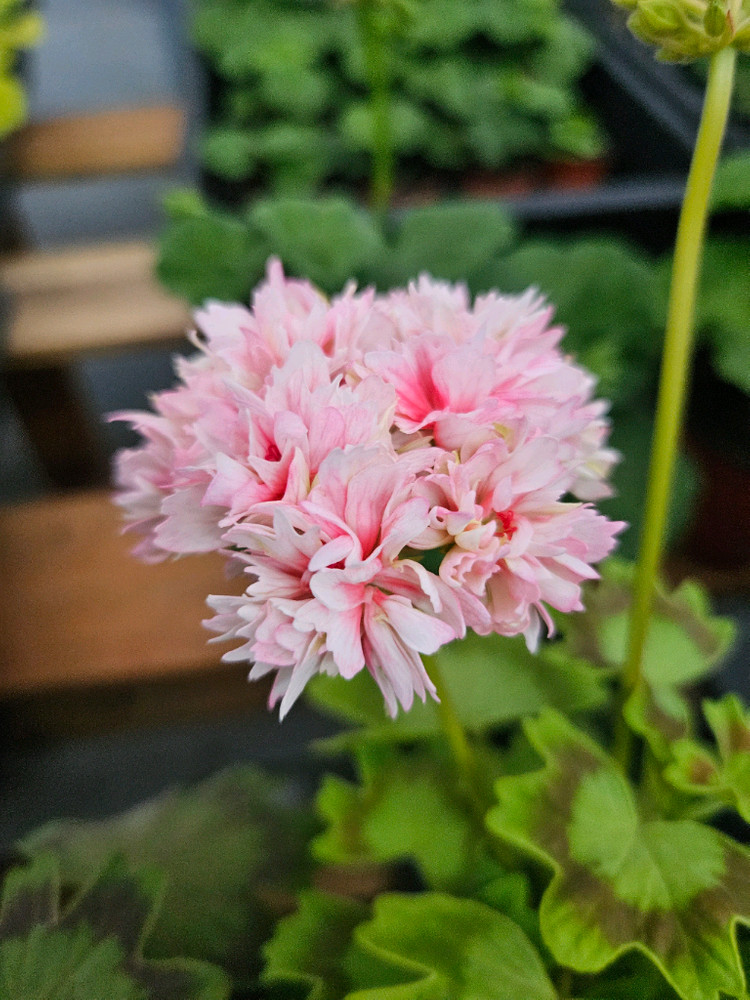 한국제라늄 스텔라 또송빛, 송노랑별윤--3