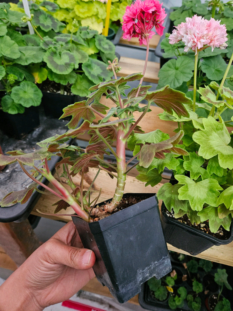 한국제라늄 스텔라 또송빛, 송노랑별윤--4