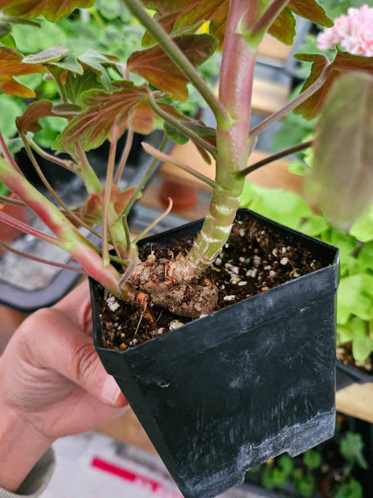 한국제라늄 스텔라 또송빛, 송노랑별윤--5