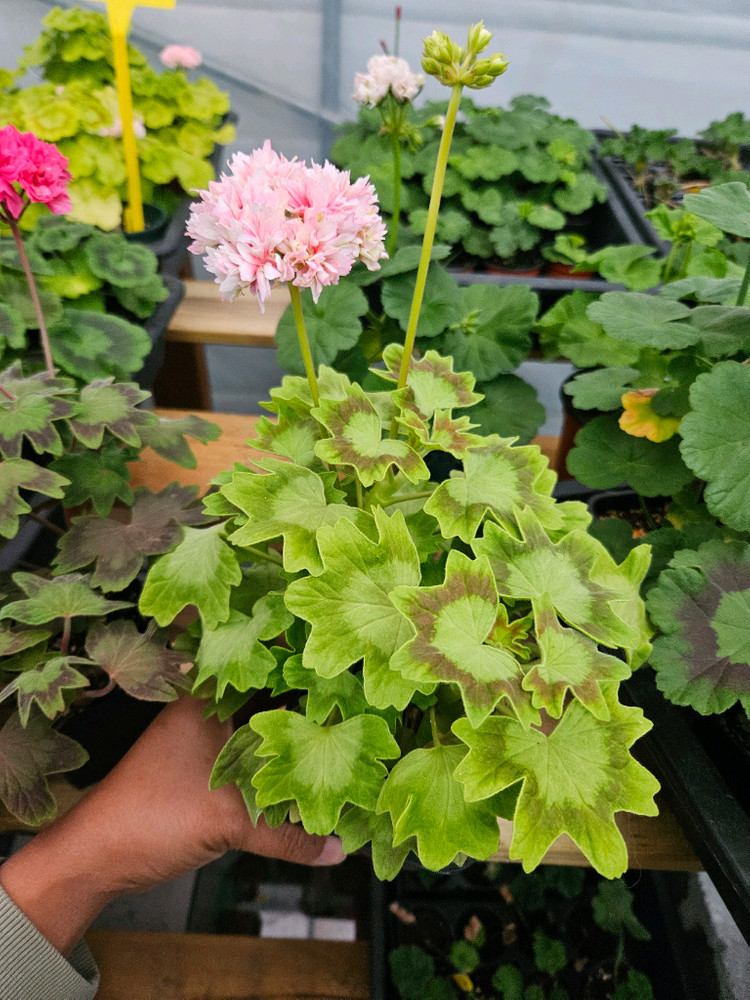 한국제라늄 스텔라 또송빛, 송노랑별윤--6